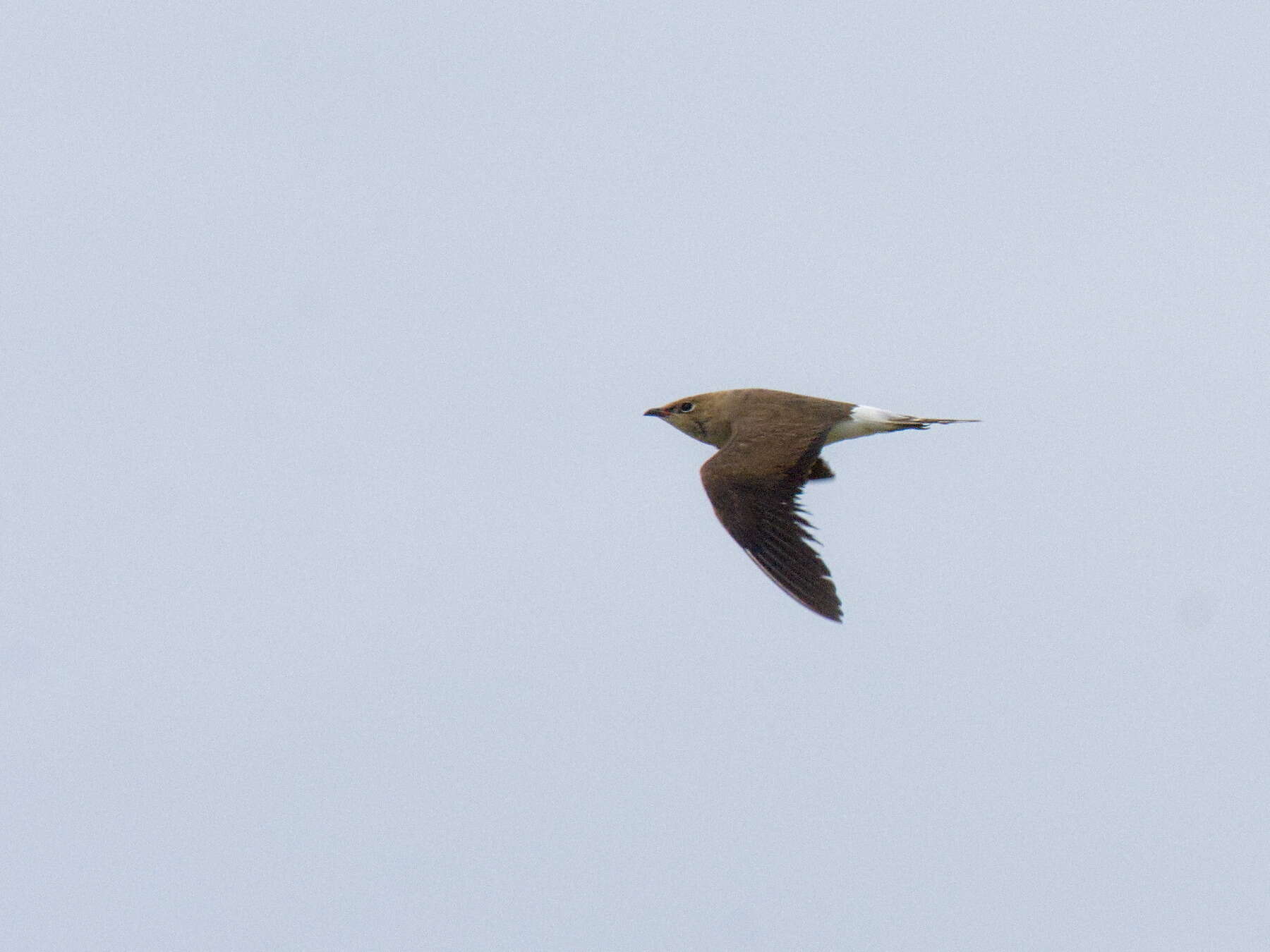 Image of Black-winged Pratincole