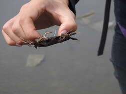 Слика од Macrophthalmus (Macrophthalmus) abbreviatus R. B. Manning & Holthuis 1981