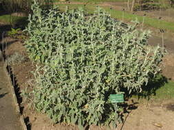 Image of shrubby Jerusalem sage