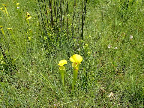 Image of Yellow pitcher plant