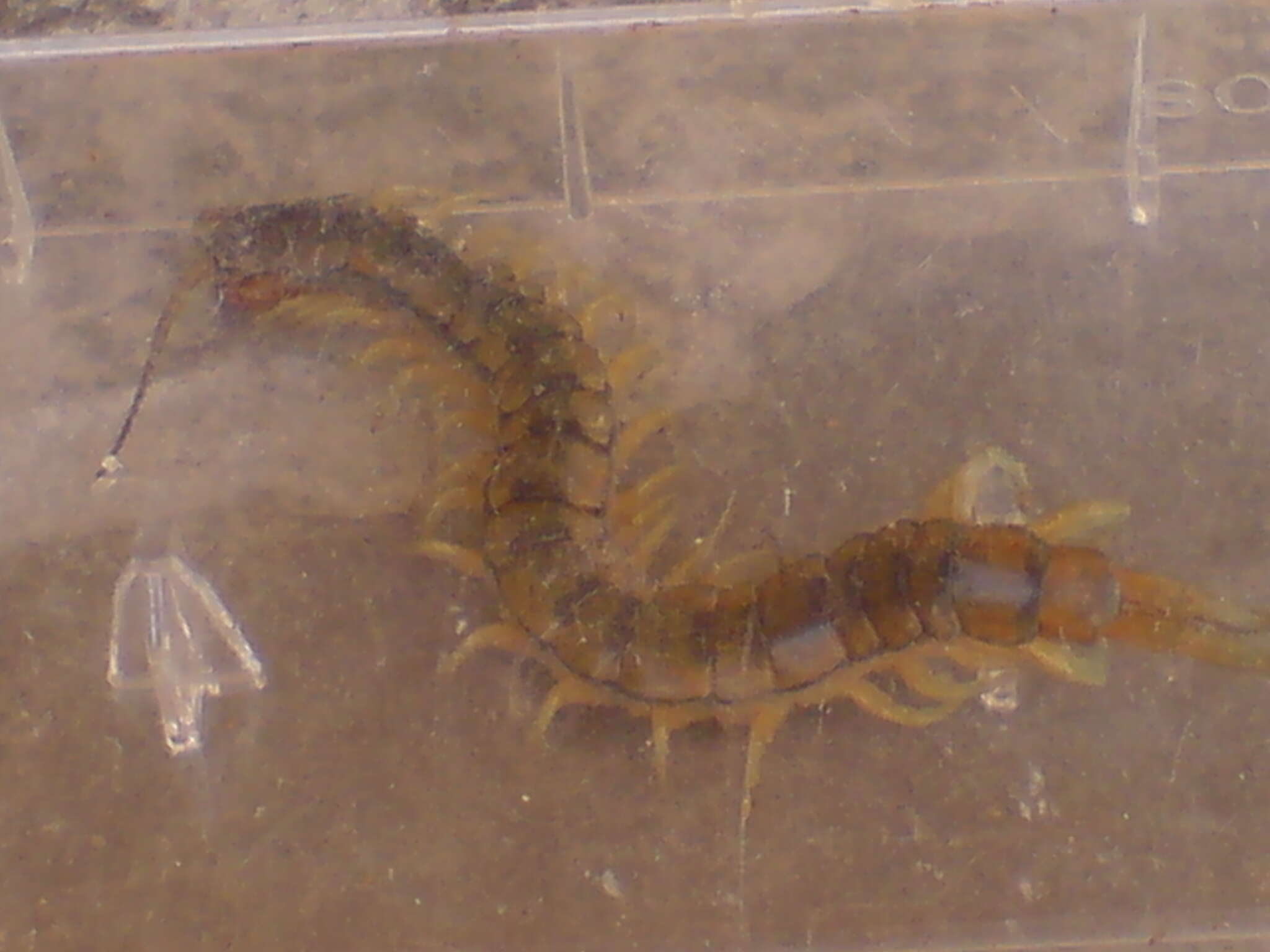 Image of red-headed centipede