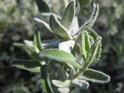 Salvia clevelandii (A. Gray) Greene resmi