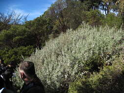 Imagem de Salvia clevelandii (A. Gray) Greene