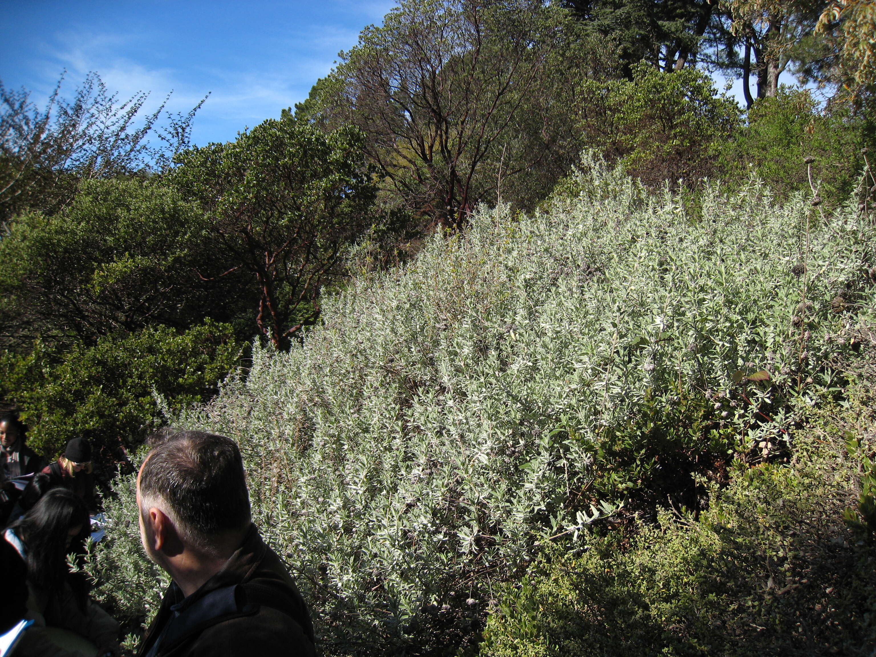 Salvia clevelandii (A. Gray) Greene resmi