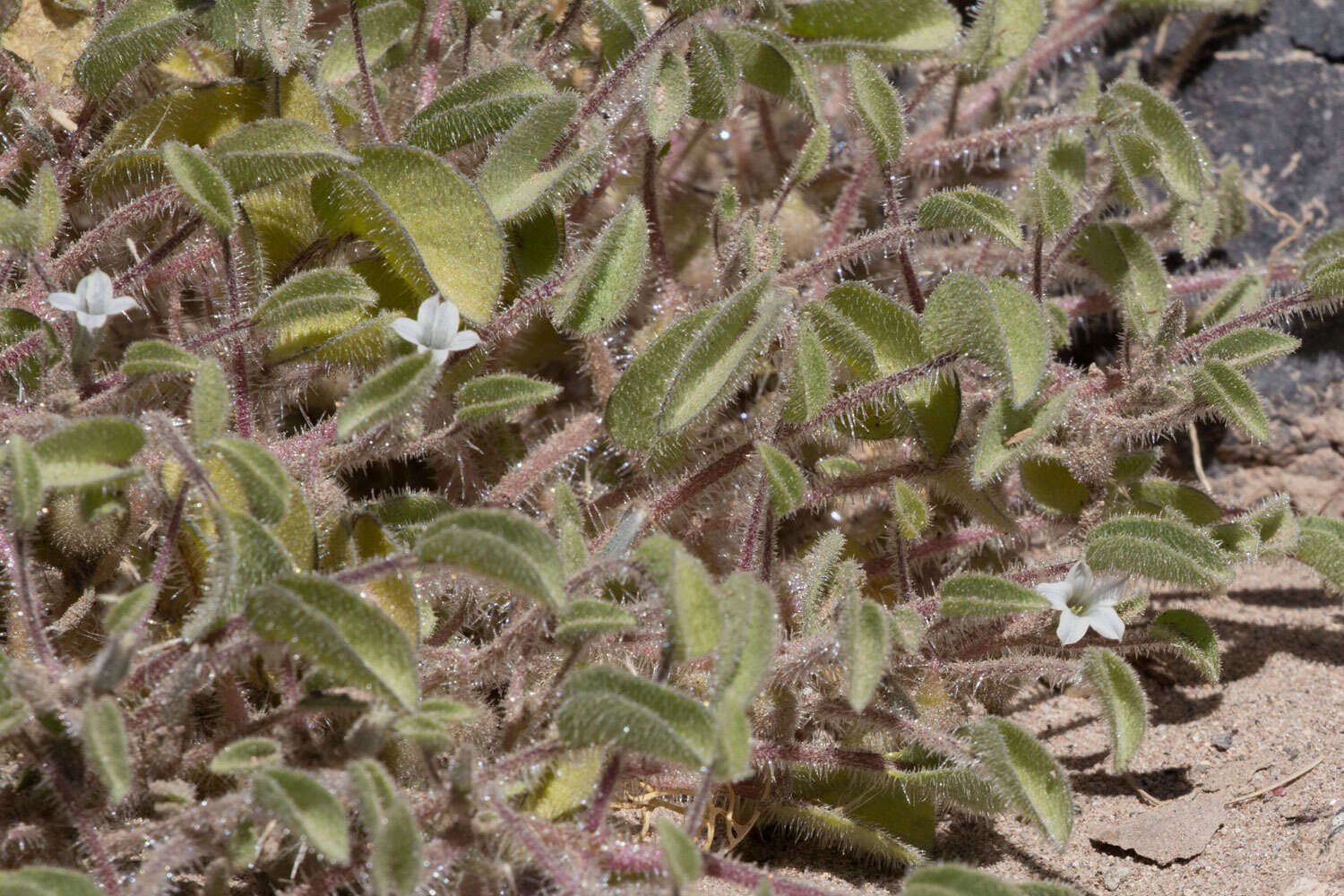 Image of Exodeconus integrifolius (Phil.) B. Axelius