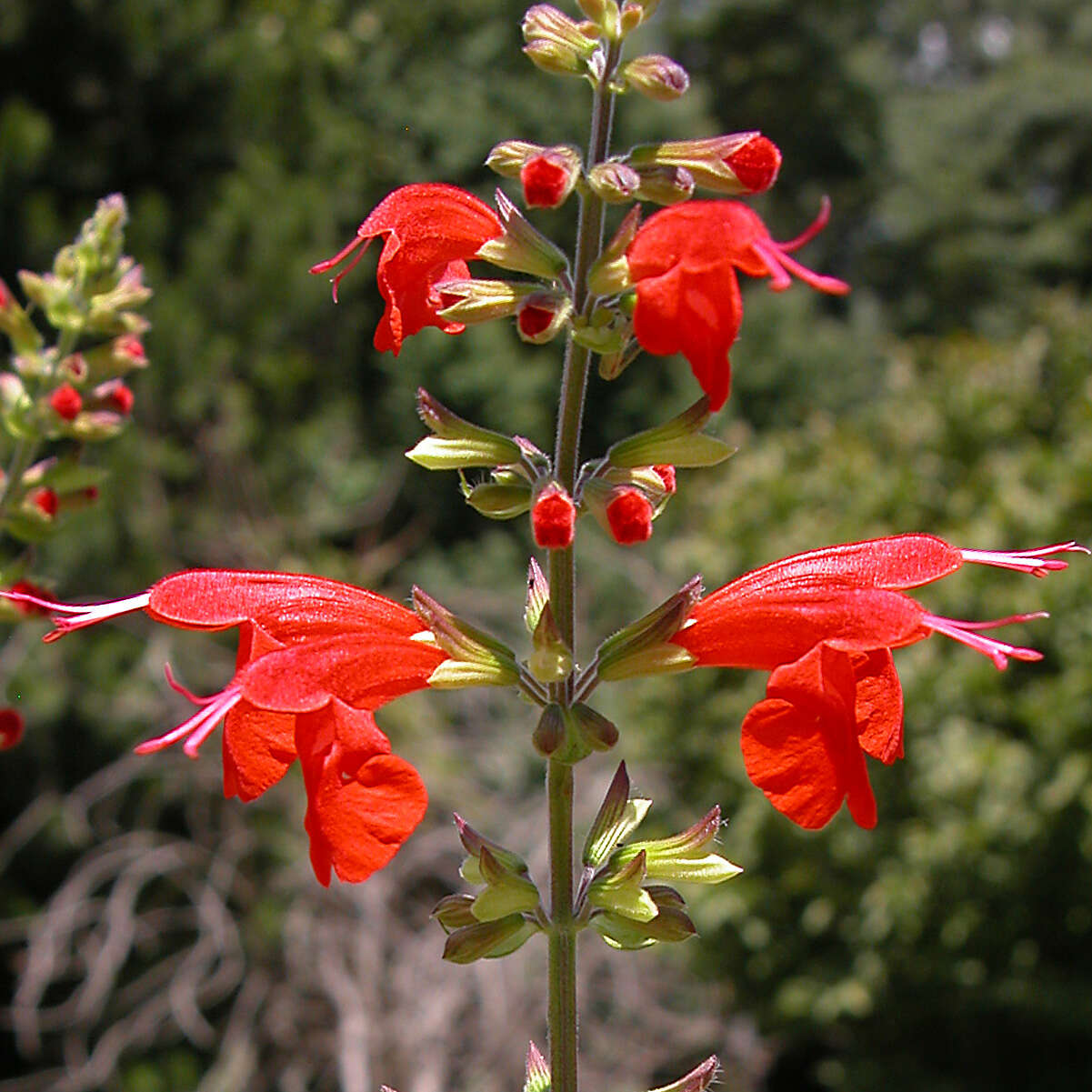 Imagem de Salvia coccinea Buc'hoz ex Etl.