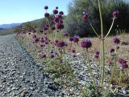 Imagem de Salvia columbariae Benth.