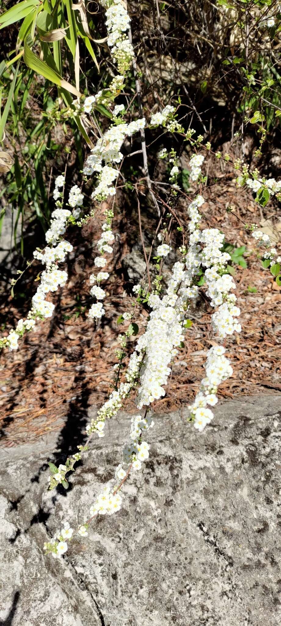 Image of Spiraea prunifolia var. pseudoprunifolia (Hayata ex Nakai) H. L. Li