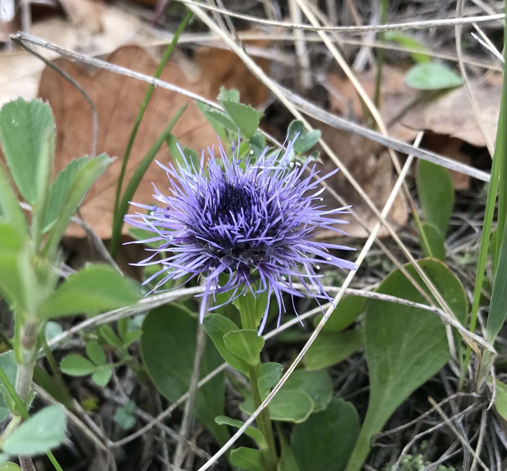 Image de Globularia trichosantha Fischer & C. A. Meyer