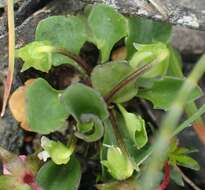 Image of Viola hederacea subsp. cleistogamoides L. Adams