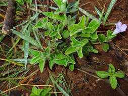 Plancia ëd Ruellia cordata Thunb.