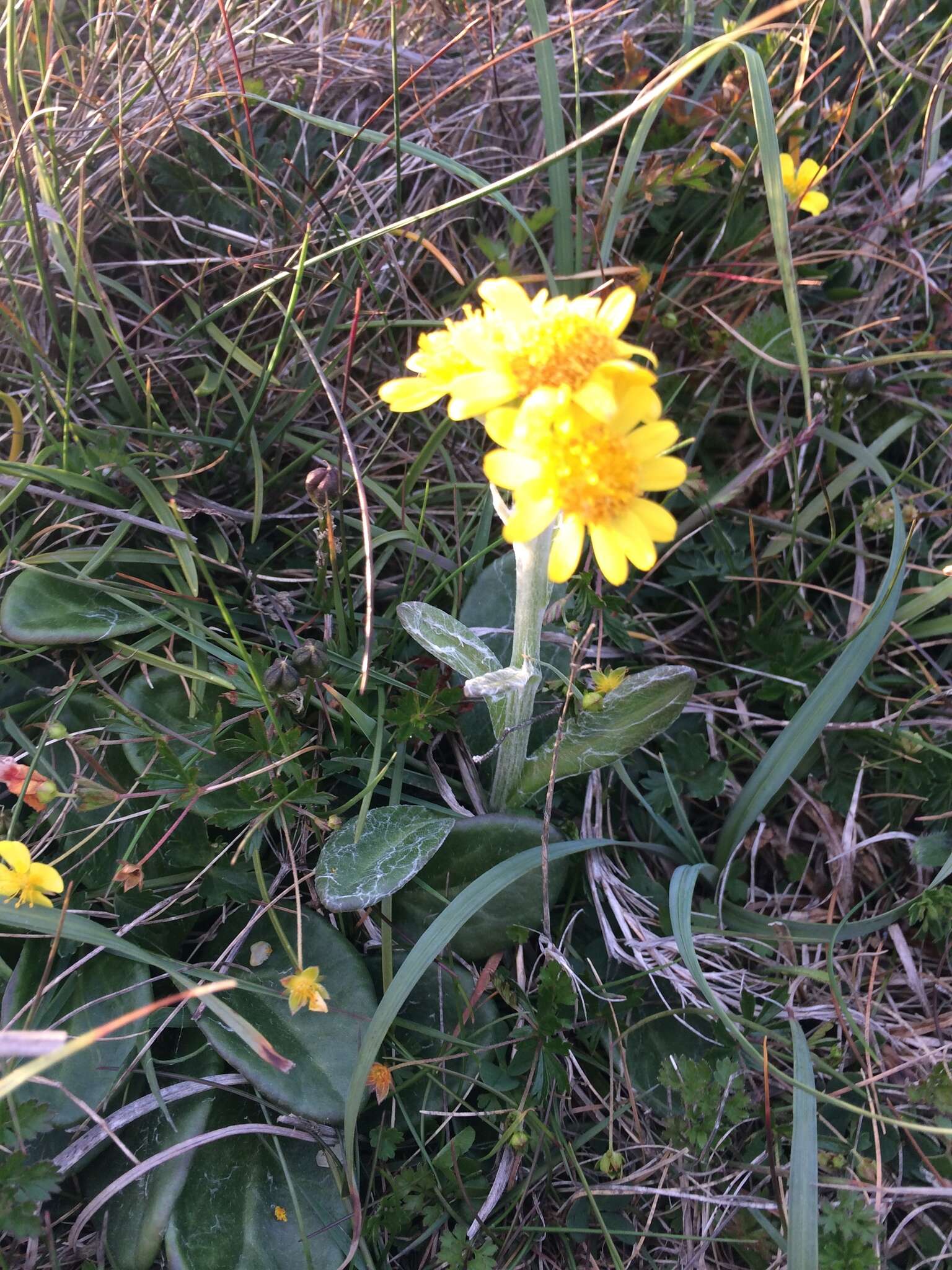 Imagem de Tephroseris integrifolia subsp. maritima (Syme) B. Nord.