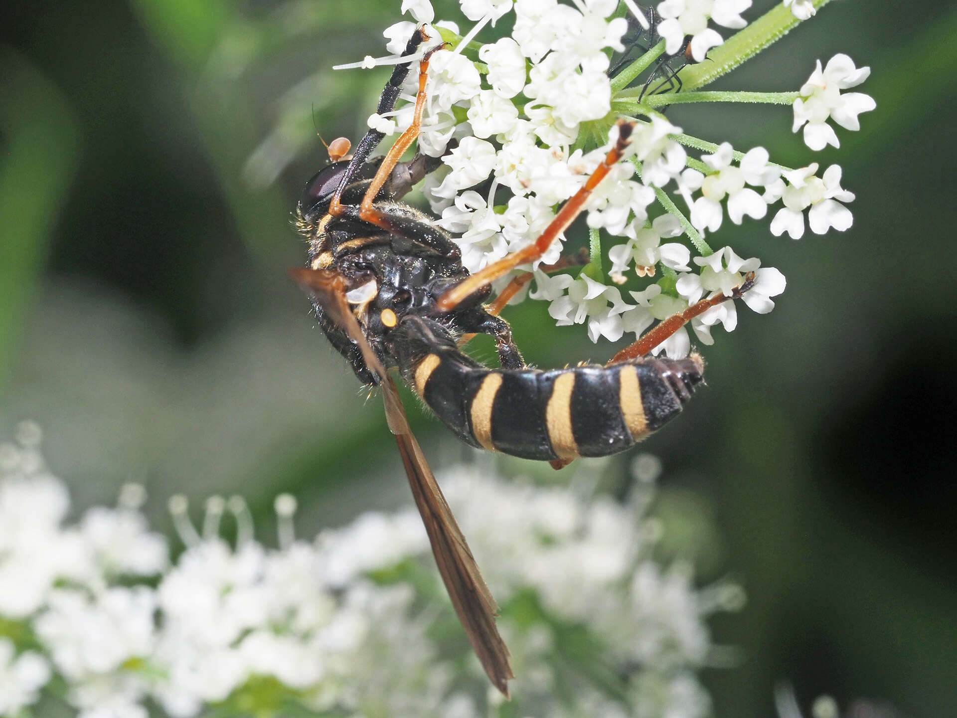 Image de Temnostoma bombylans (Fabricius 1805)