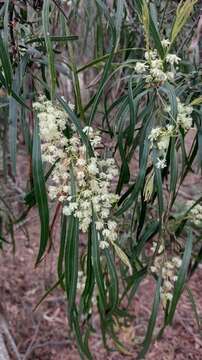 Acacia mabellae Maiden的圖片