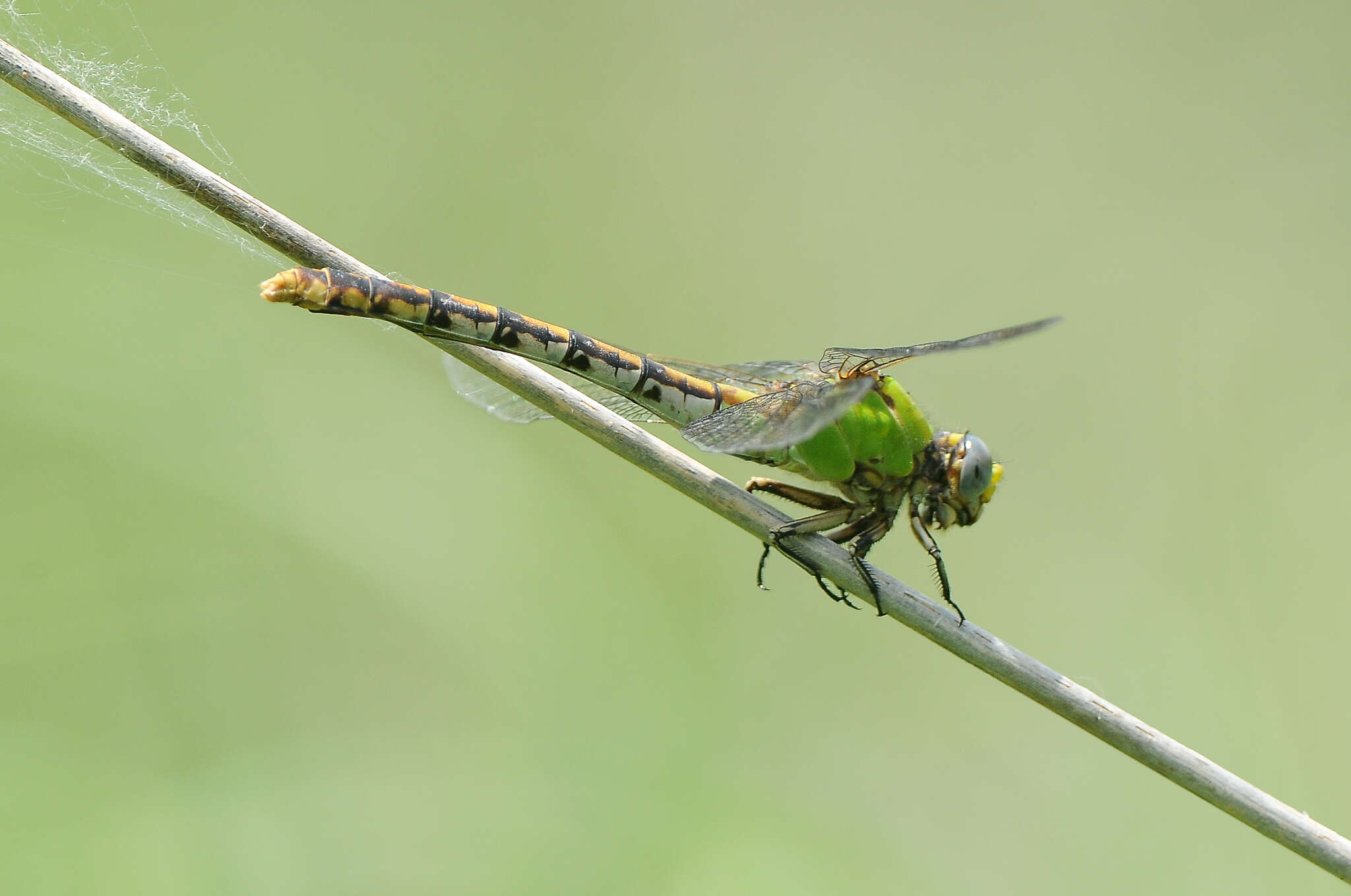 صورة Ophiogomphus westfalli Cook & Daigle 1985