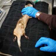 Image of Black-footed Ferret