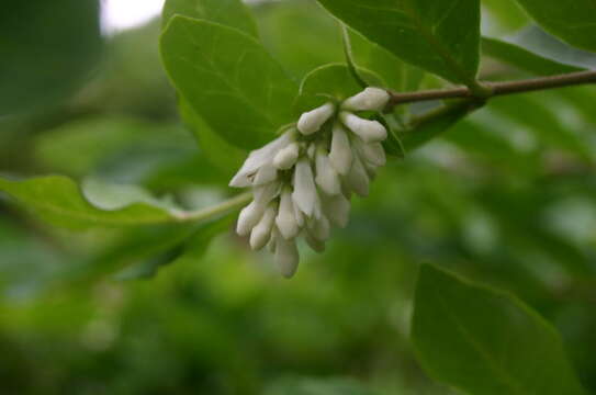 Image of border privet