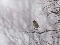 Image of Red-mantled Rosefinch