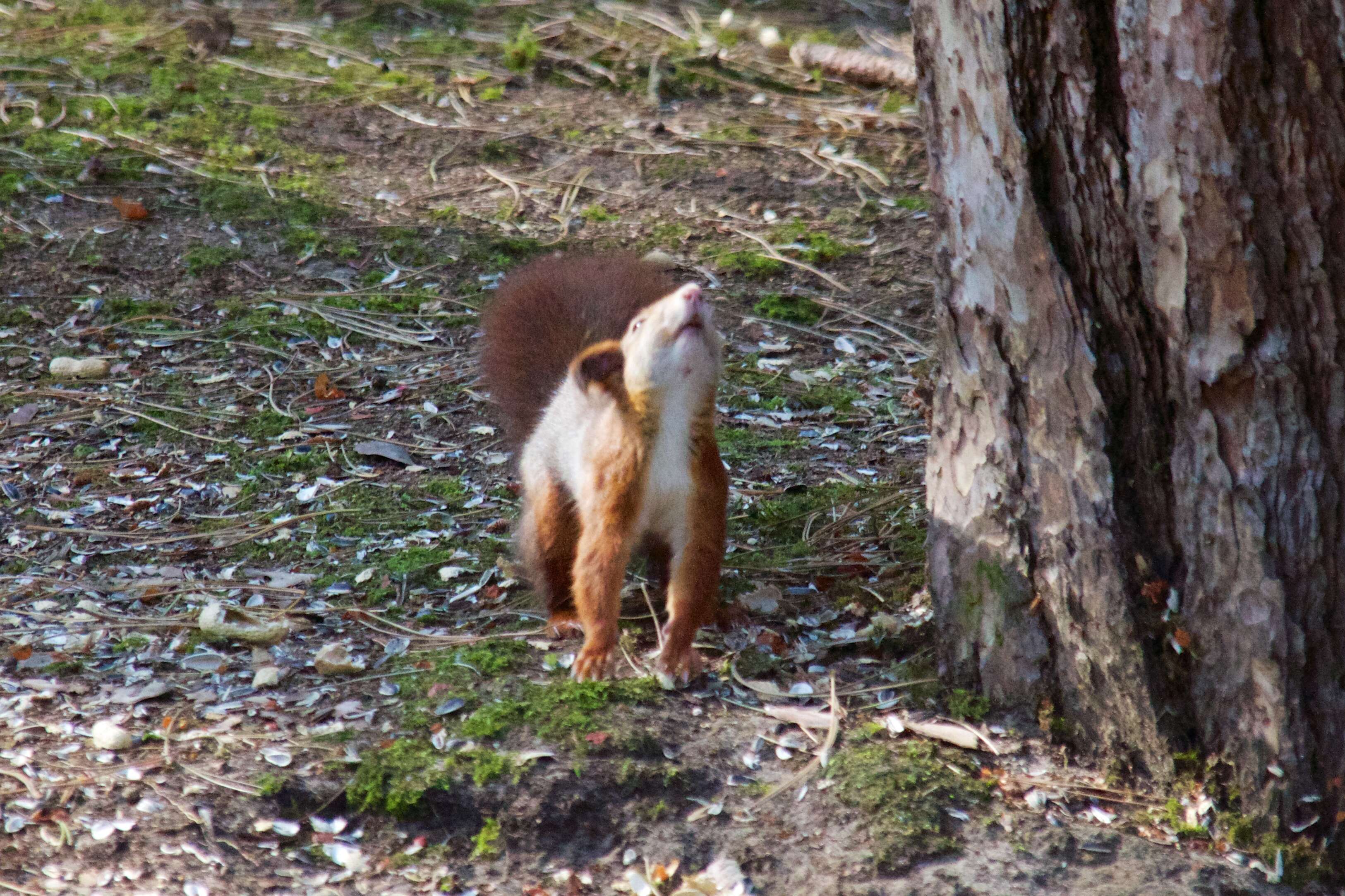 Image de écureuil, écureuil rouge