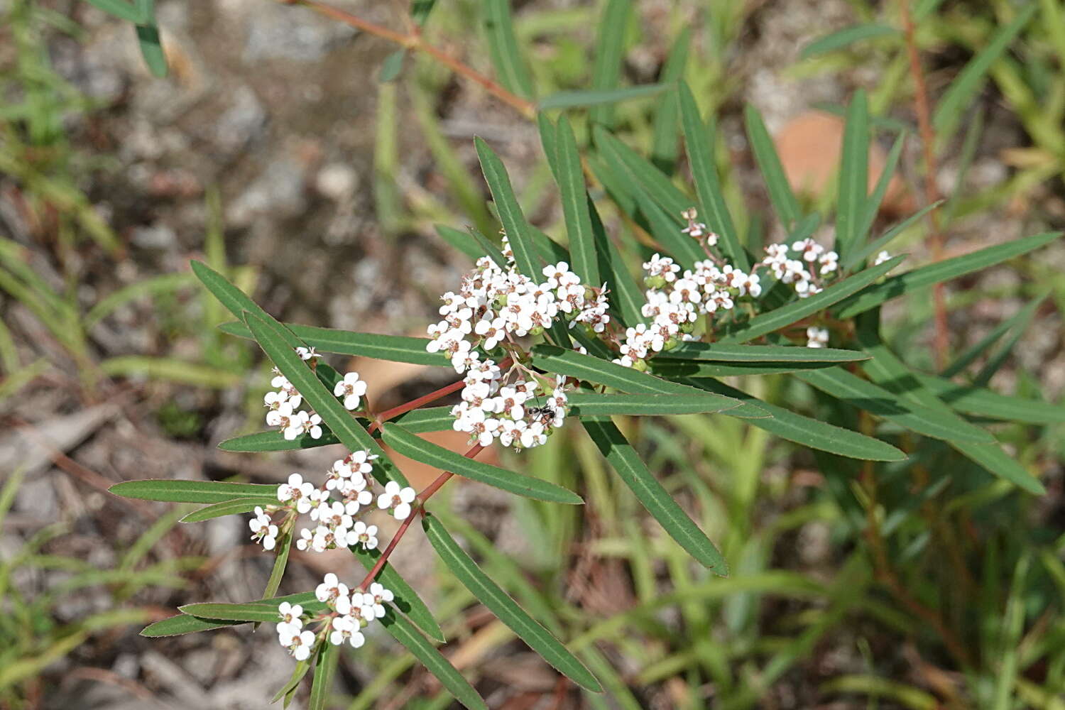 Imagem de Euphorbia bifida Hook. & Arn.