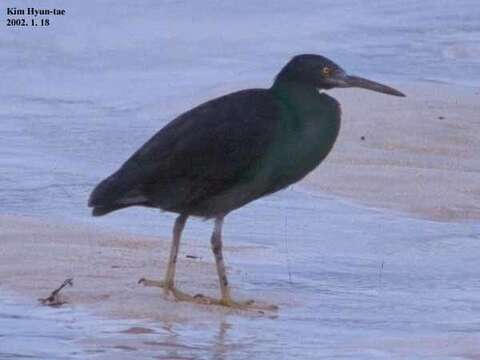 Image de Aigrette sacrée