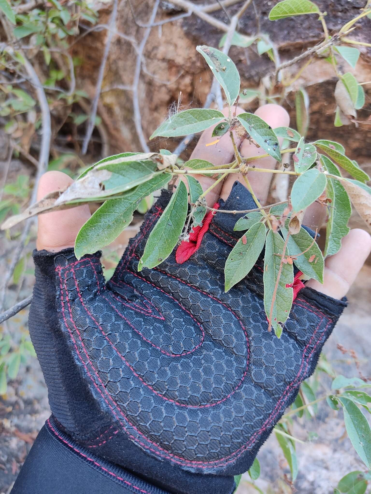 Image de Vitex pyramidata B. L. Rob.