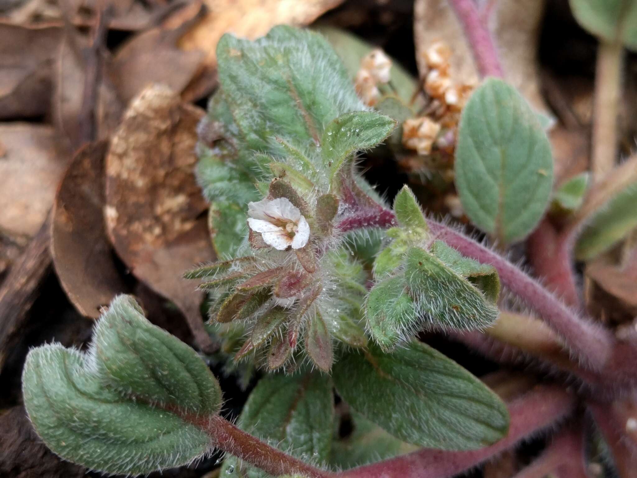 Image of Mt. Diablo phacelia