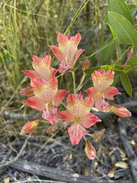 Image of Alstroemeria hookeri Sweet