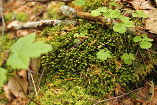 Image of Scapania aspera M. Bernet & Bernet