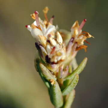 Image of Macrostylis villosa subsp. villosa