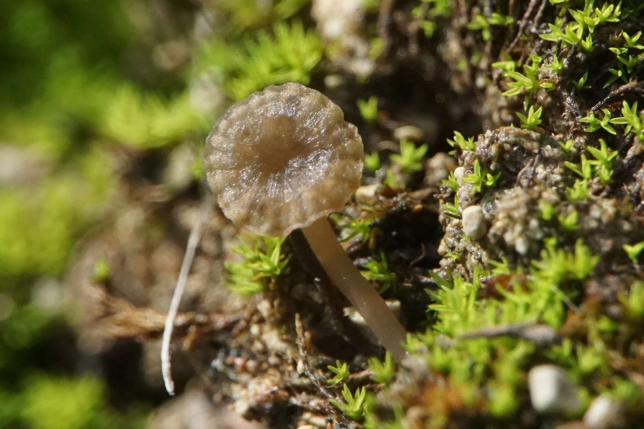 Plancia ëd Arrhenia rickenii (Hora) Watling 1989