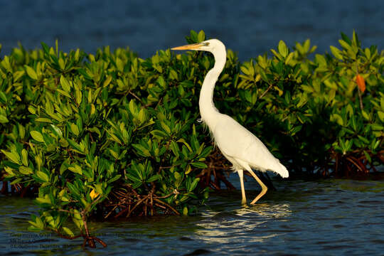 Image of Great Blue Heron