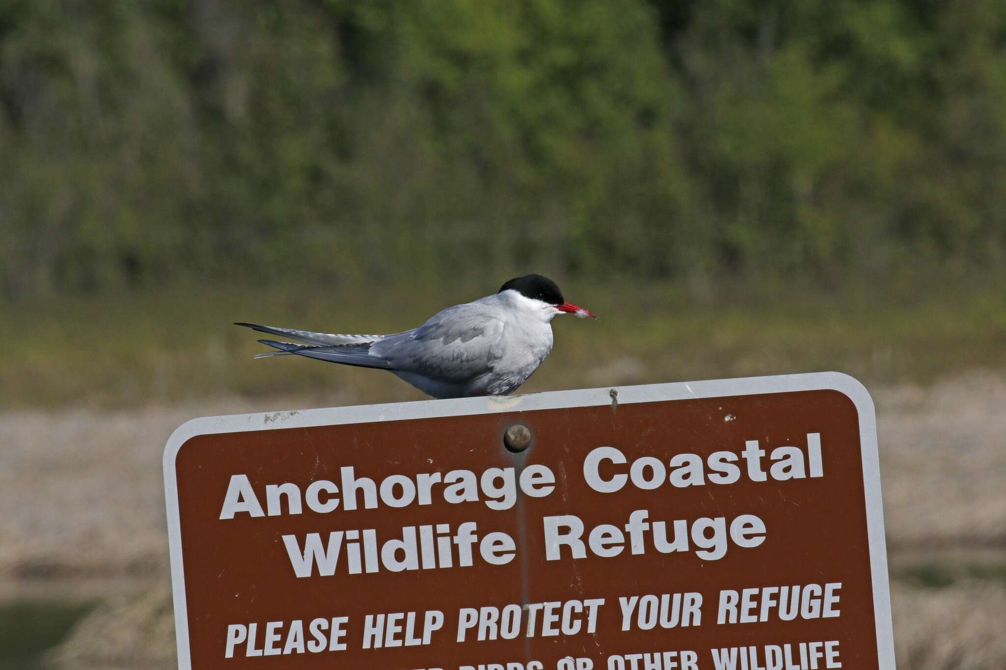 Image of Arctic Tern