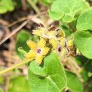 Image of trailing milkvine