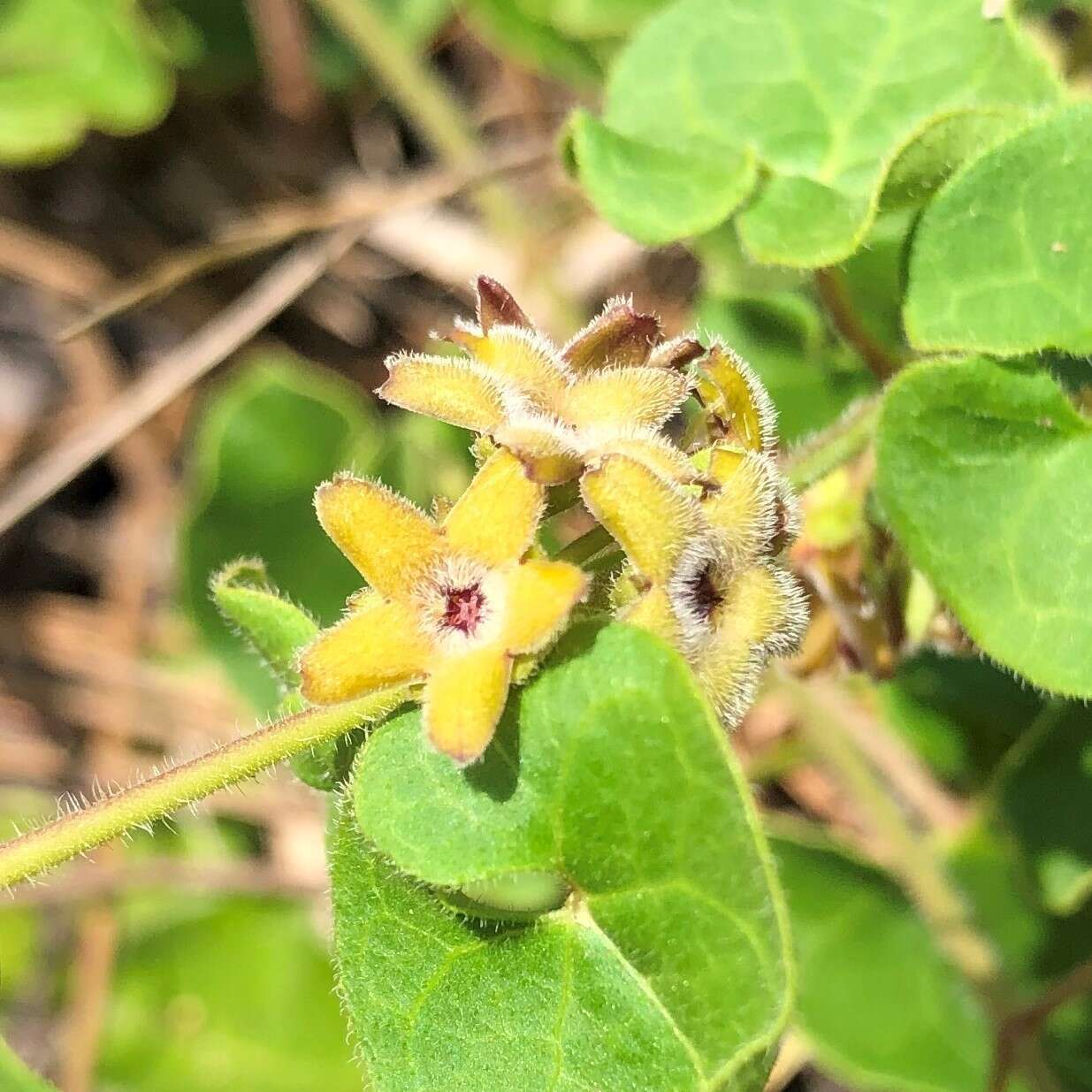 Imagem de Matelea pubiflora (Decne.) R. E. Woodson