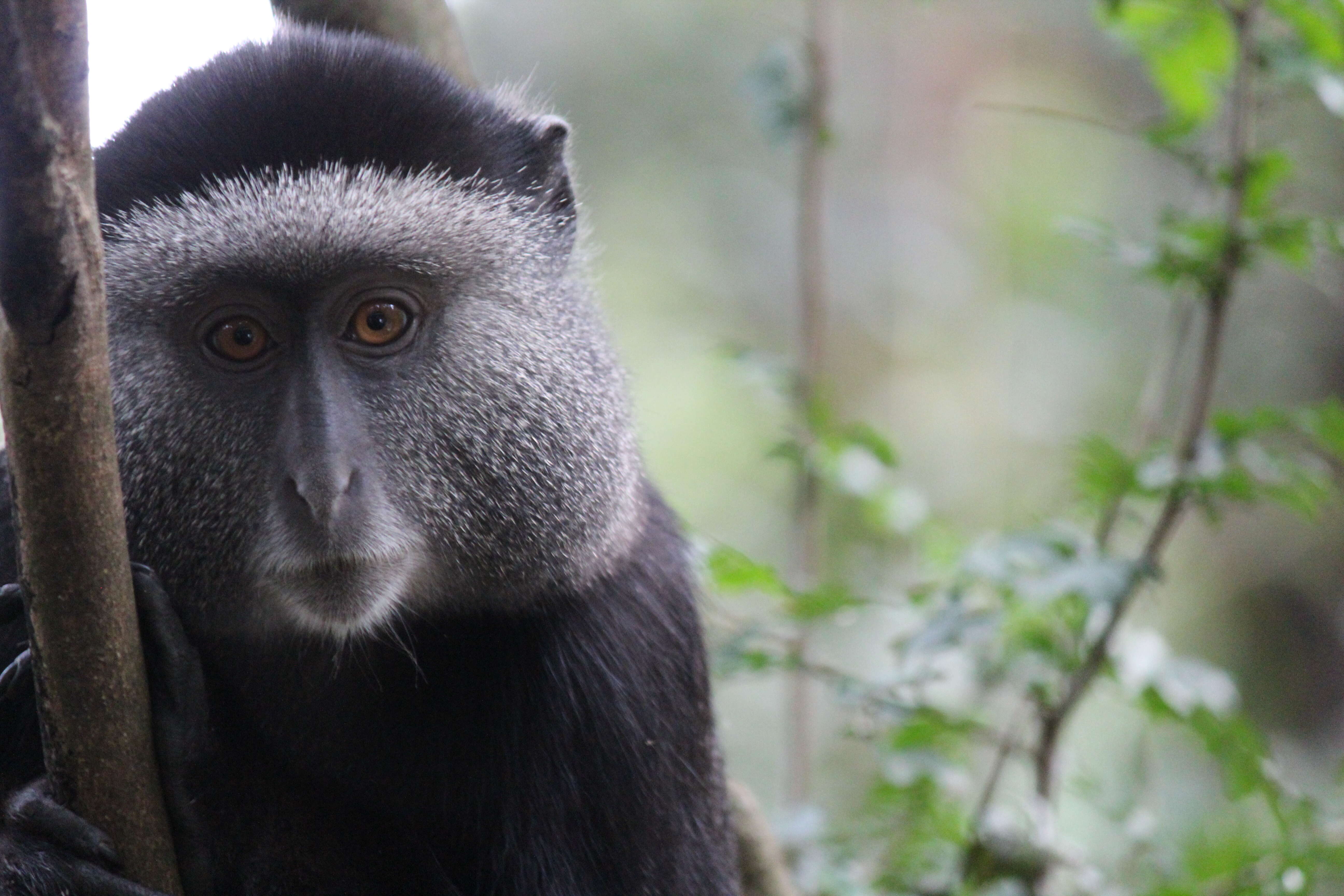 Image of blue monkey