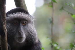 Image of blue monkey