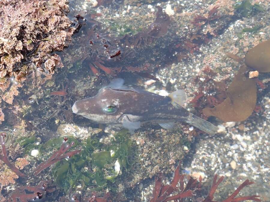 Image of Brown-lined Puffer