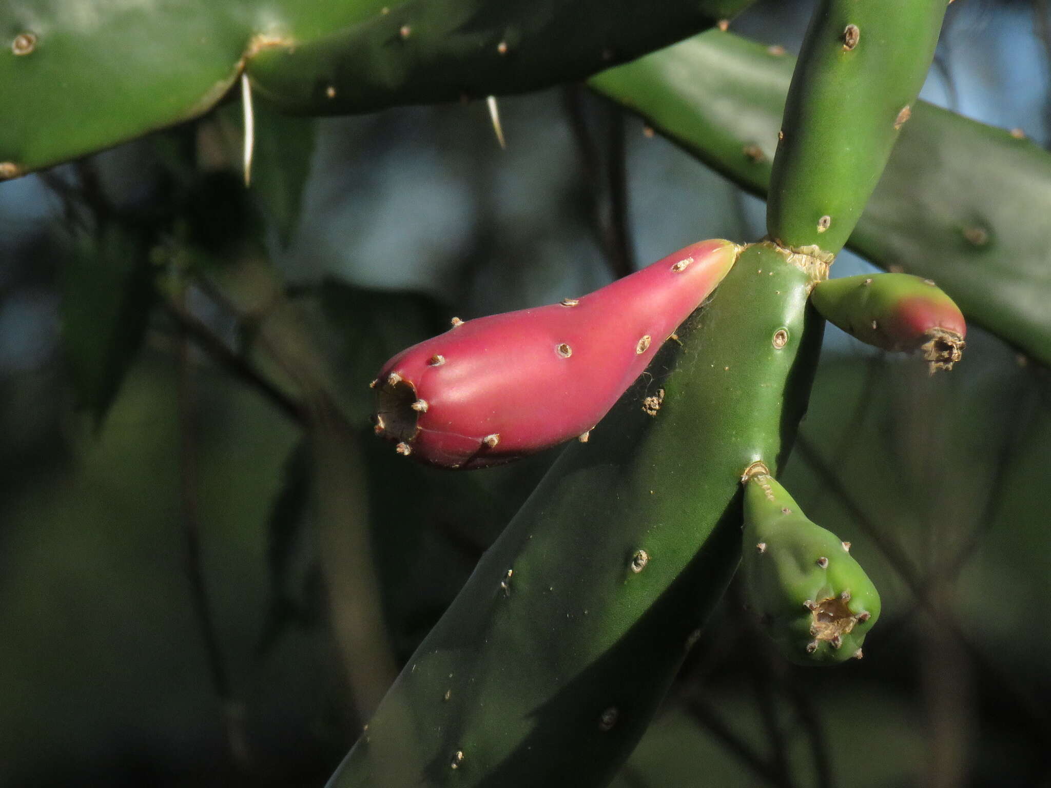 Opuntia elata Salm-Dyck resmi