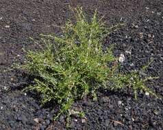 Image of desert bitterbrush