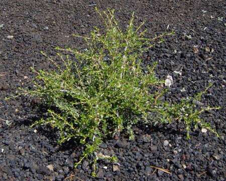 Image of desert bitterbrush