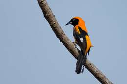 Image of Orange-backed Oriole