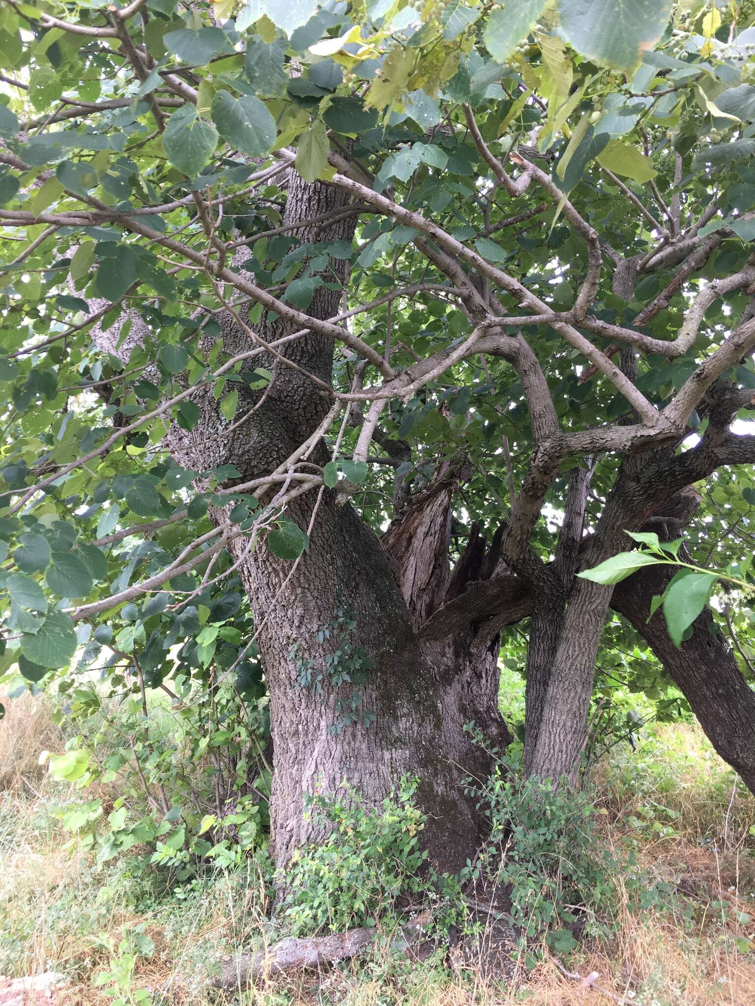 Слика од Tilia americana var. heterophylla (Vent.) Loudon