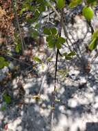 Image of Commiphora orbicularis Engl.