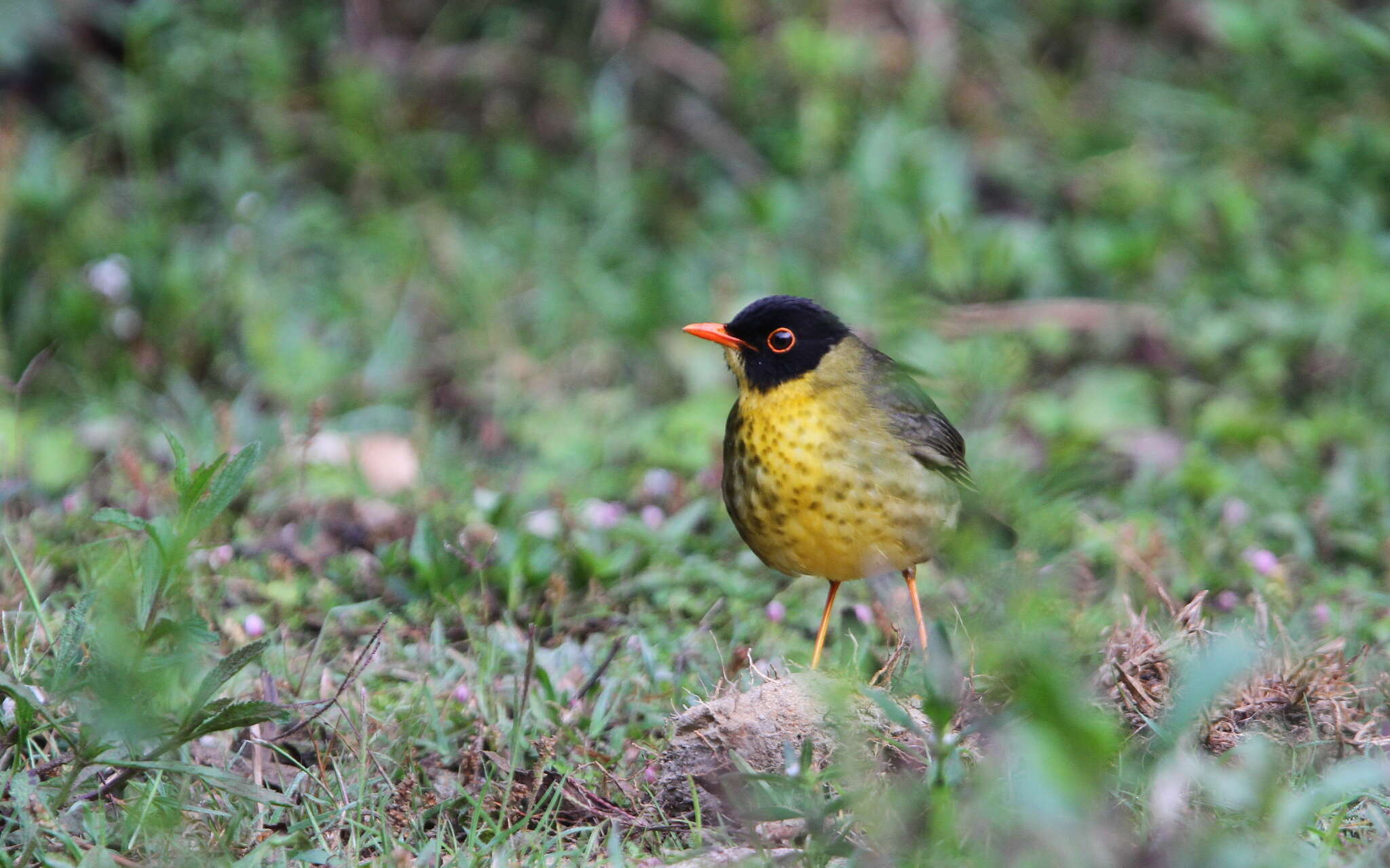 Image of Gould's Nightingale-Thrush