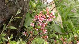 Image of Mountain cherry