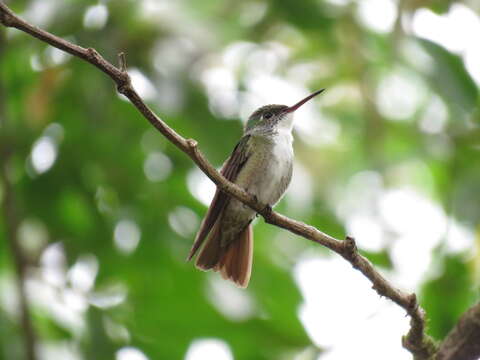 Image of Azure-crowned Hummingbird