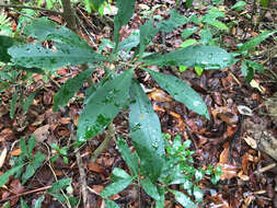 Image of Ardisia sieboldii Miq.