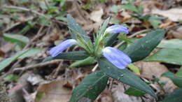 Cynarospermum asperrimum (Nees) K. Vollesen resmi