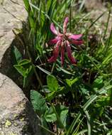 Image de <i>Trifolium brandegeei</i>